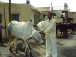 Animal Health Camp